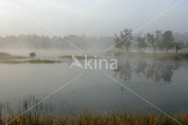 Grove den (Pinus sylvestris)