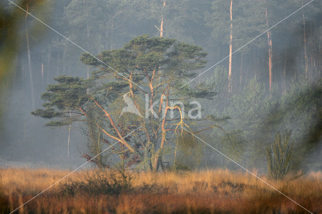 Grove den (Pinus sylvestris)