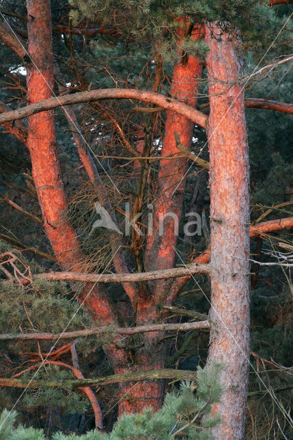 Grove den (Pinus sylvestris)