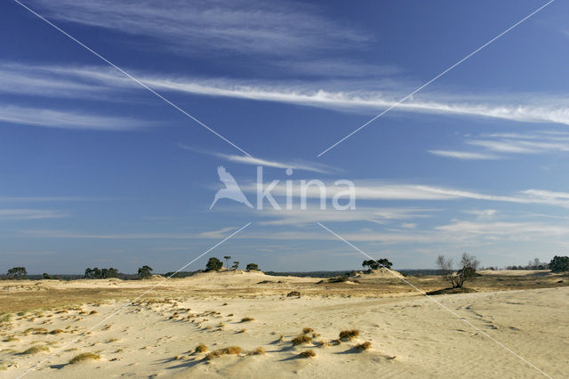 Grove den (Pinus sylvestris)