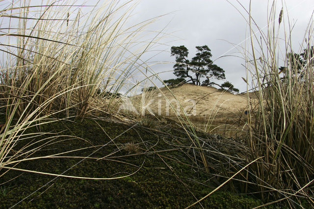 Grove den (Pinus sylvestris)