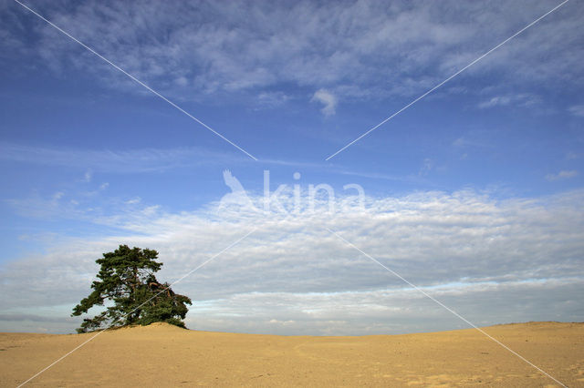 Grove den (Pinus sylvestris)