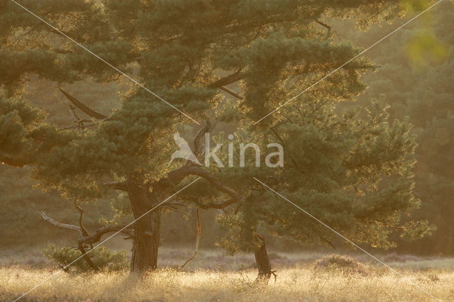 Grove den (Pinus sylvestris)