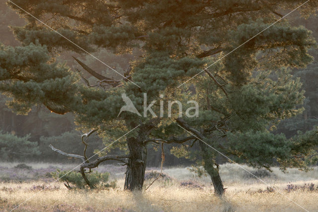 Grove den (Pinus sylvestris)