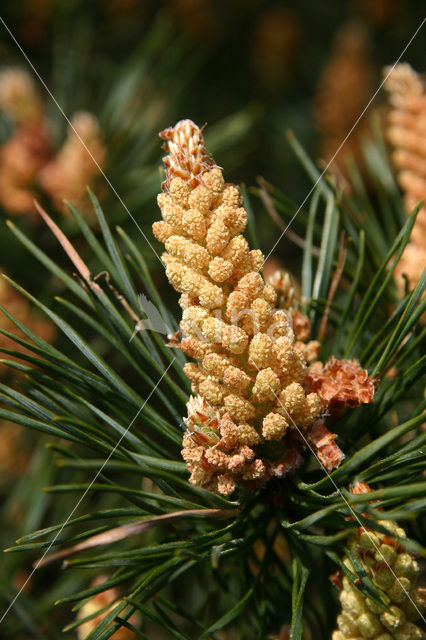 Grove den (Pinus sylvestris)