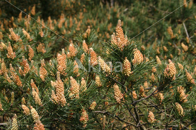 Grove den (Pinus sylvestris)