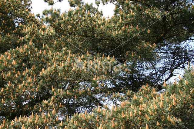 Grove den (Pinus sylvestris)