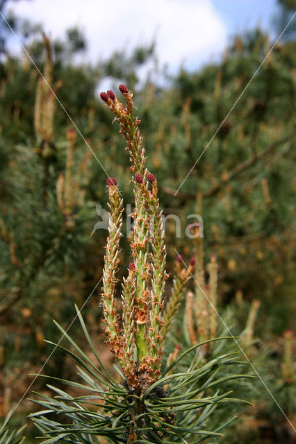 Grove den (Pinus sylvestris)