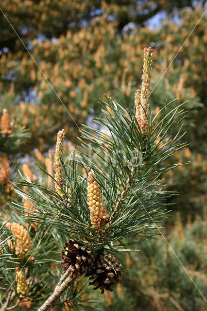 Grove den (Pinus sylvestris)