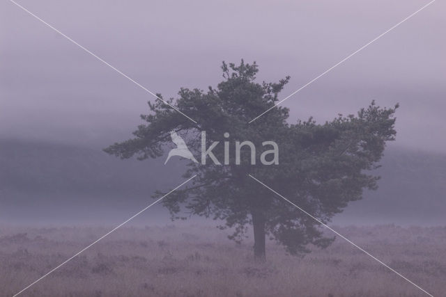 Grove den (Pinus sylvestris)