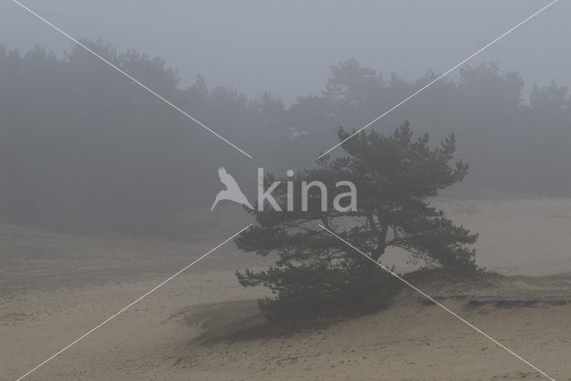 Grove den (Pinus sylvestris)