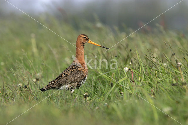 Grutto (Limosa limosa)