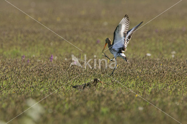 Grutto (Limosa limosa)