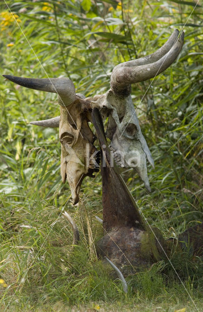 Heckrund (Bos taurus spp)