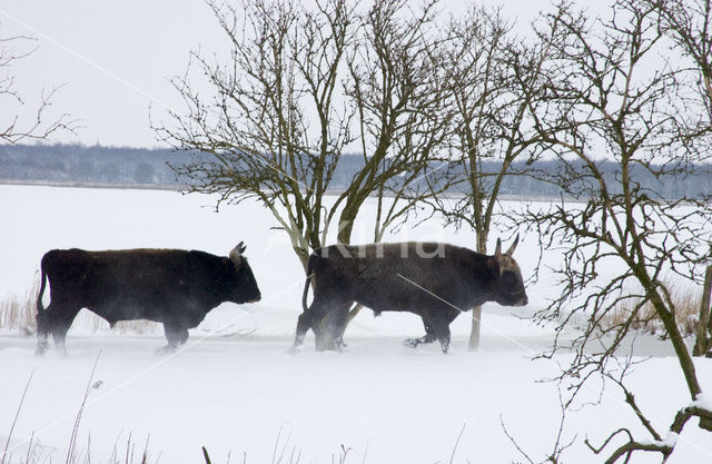 Heckrund (Bos taurus spp)