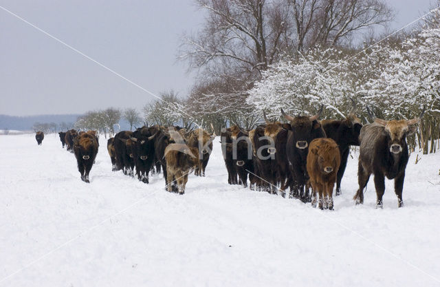 Heckrund (Bos taurus spp)