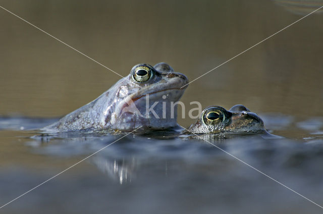 Heikikker (Rana arvalis)