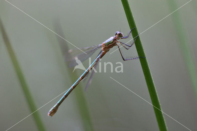 Houtpantserjuffer (Lestes viridis)