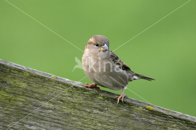 Huismus (Passer domesticus)