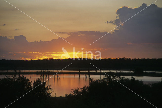 Hwange national park