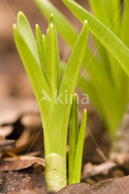 Hyacinth (Hyacinthus spec)