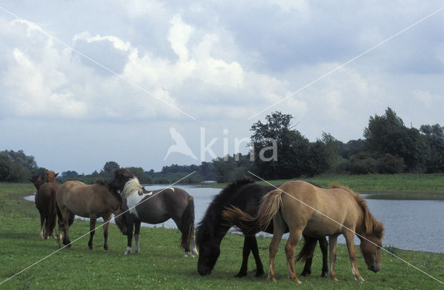 IJsland pony (Equus spp)