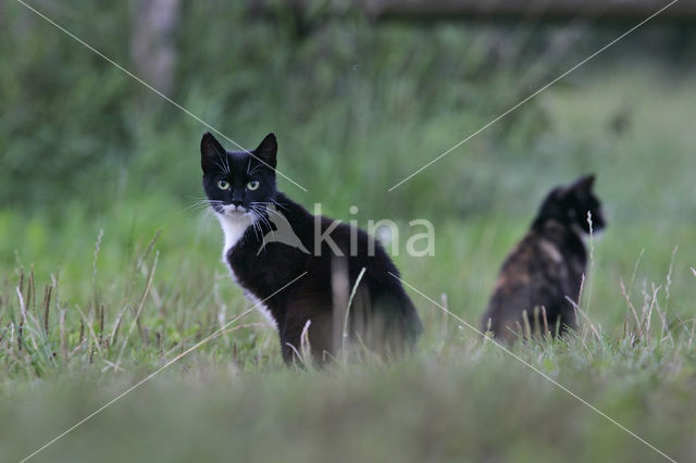 Kat (Felis domesticus