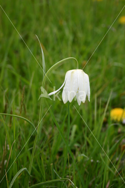 Kievitsbloem (Fritillaria spec)