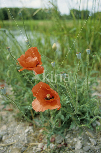 Kleine klaproos (Papaver spec.)