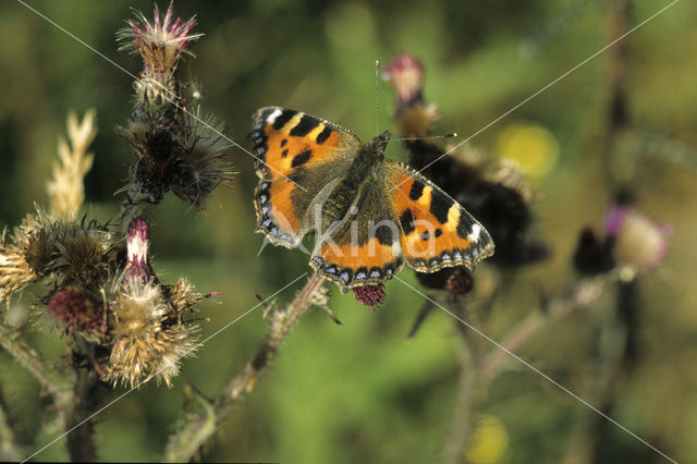 Kleine vos (Aglais urticae)