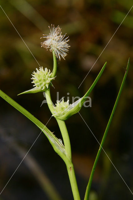 Kleinste egelskop (Sparganium natans)