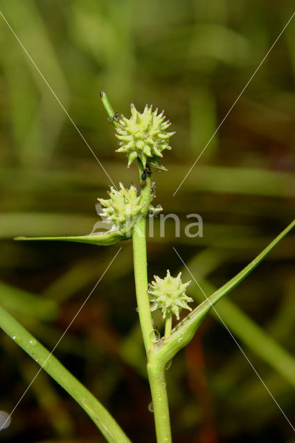 Kleinste egelskop (Sparganium natans)