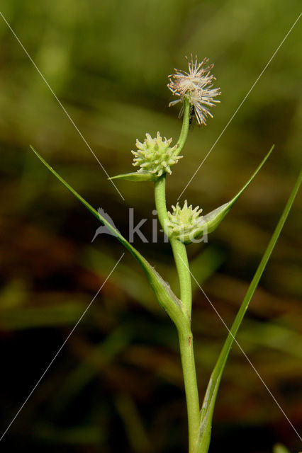 Kleinste egelskop (Sparganium natans)