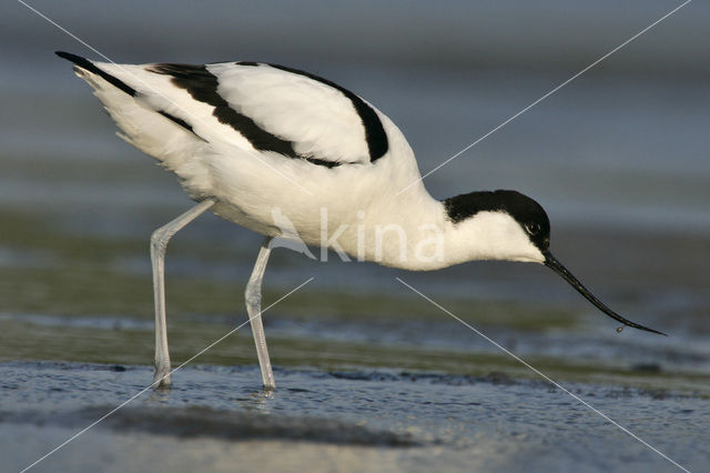 Pied Avocet (Recurvirostra avosetta)