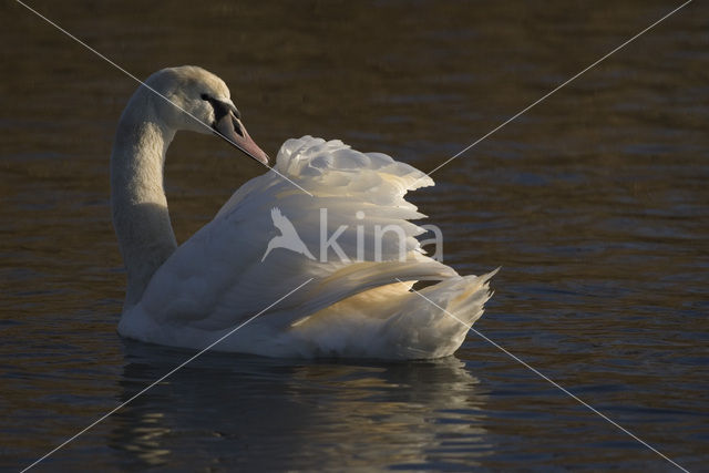 Knobbelzwaan (Cygnus olor)