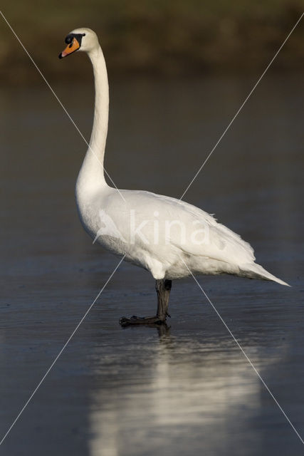 Knobbelzwaan (Cygnus olor)