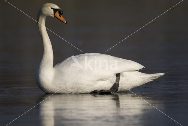 Knobbelzwaan (Cygnus olor)