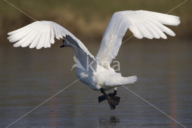 Knobbelzwaan (Cygnus olor)