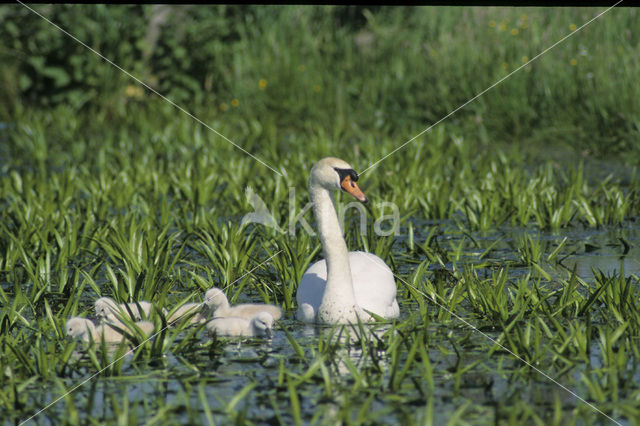 Knobbelzwaan (Cygnus olor)