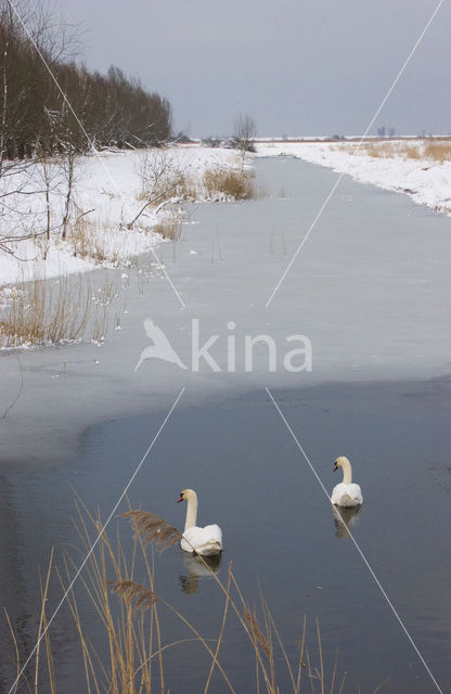 Knobbelzwaan (Cygnus olor)