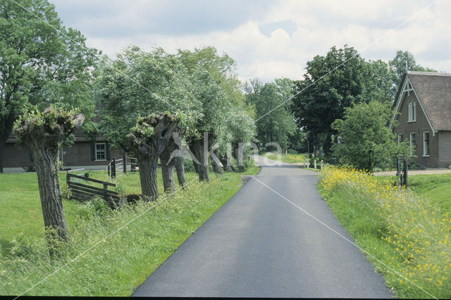 Knotwilg (Salix alba)