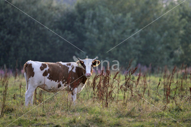 Koe (Bos domesticus)