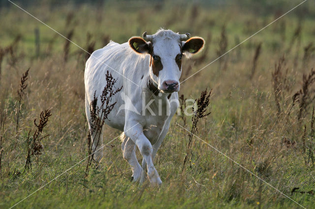 Koe (Bos domesticus)