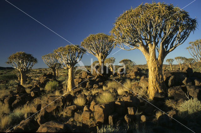 Kokerboom (Aloe dichotoma)