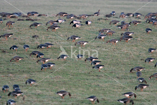 Kolgans (Anser albifrons)