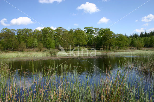 Kootwijkerveen