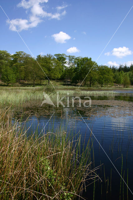 Kootwijkerveen