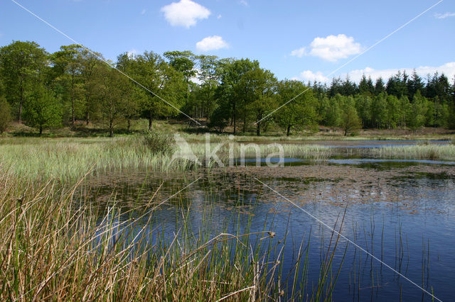 Kootwijkerveen