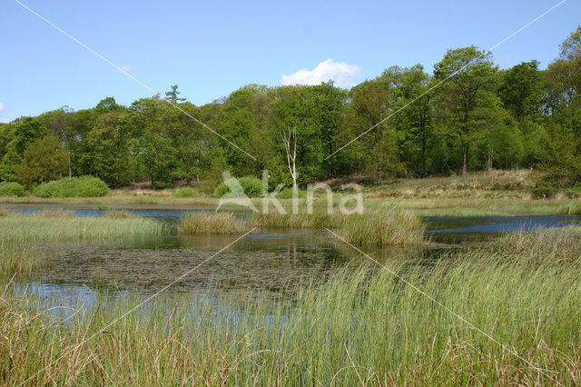 Kootwijkerveen