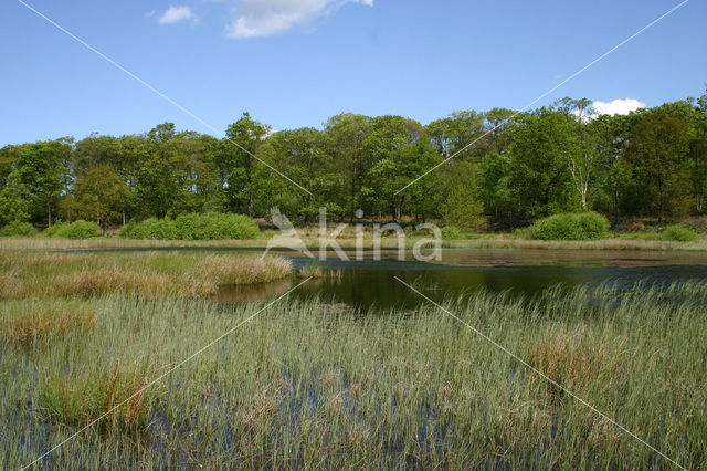 Kootwijkerveen